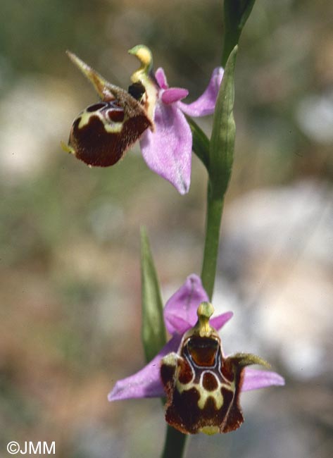 Ophrys lacaena