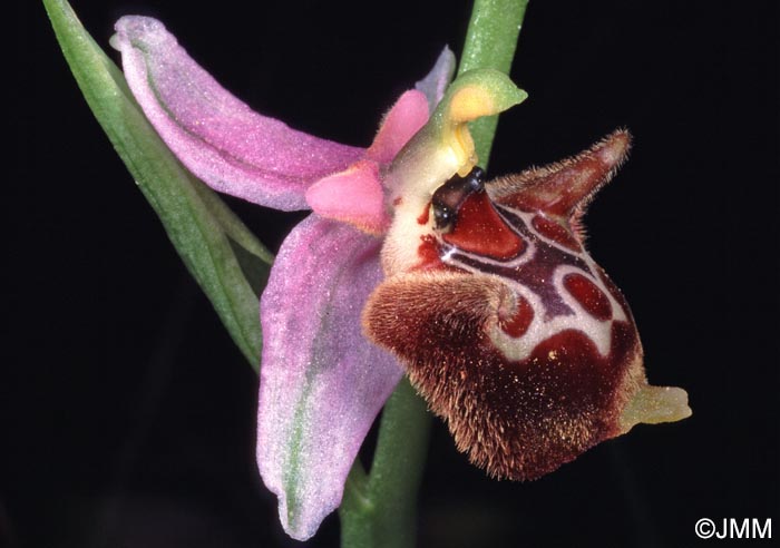 Ophrys lacaena