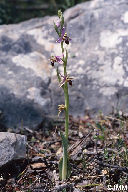 Ophrys minuscula