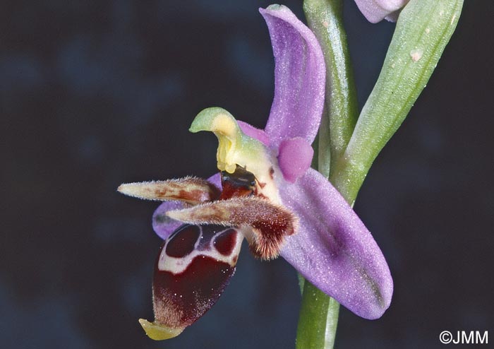 Ophrys minuscula