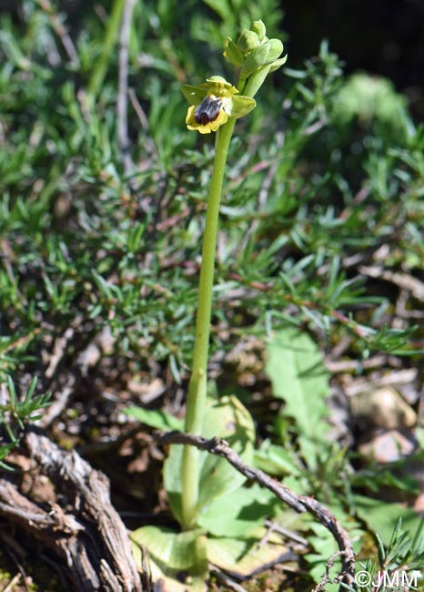 Ophrys penelopeae