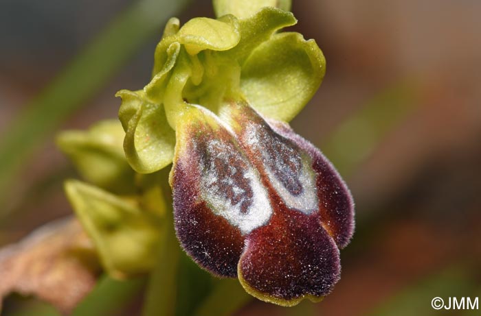 Ophrys punctulata