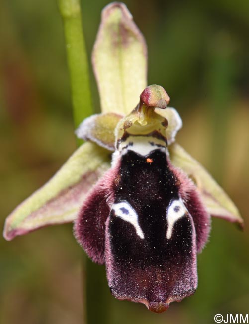 Ophrys reinholdii
