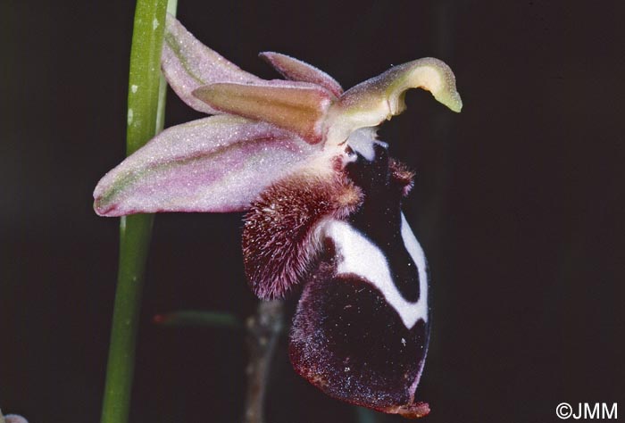 Ophrys reinholdii