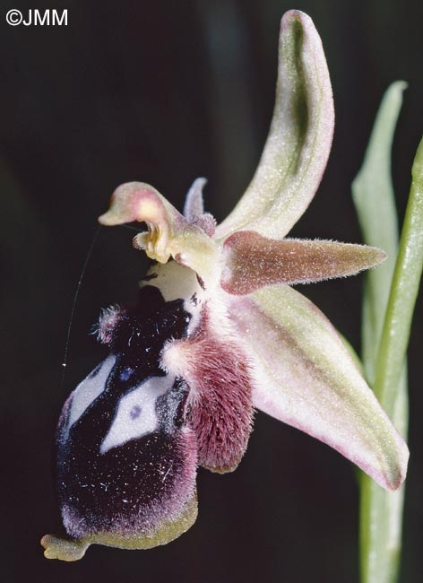 Ophrys reinholdii