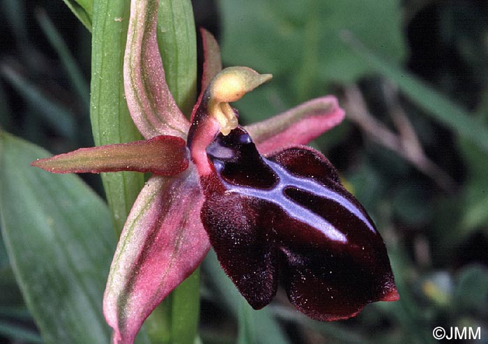 Ophrys spruneri