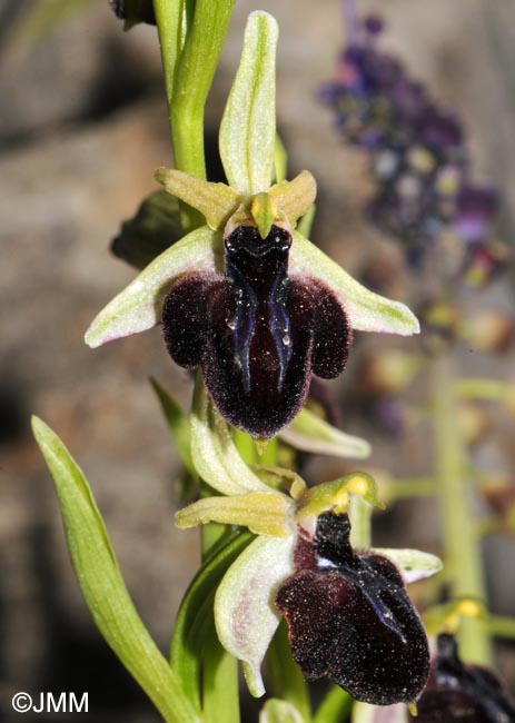 Ophrys spruneri