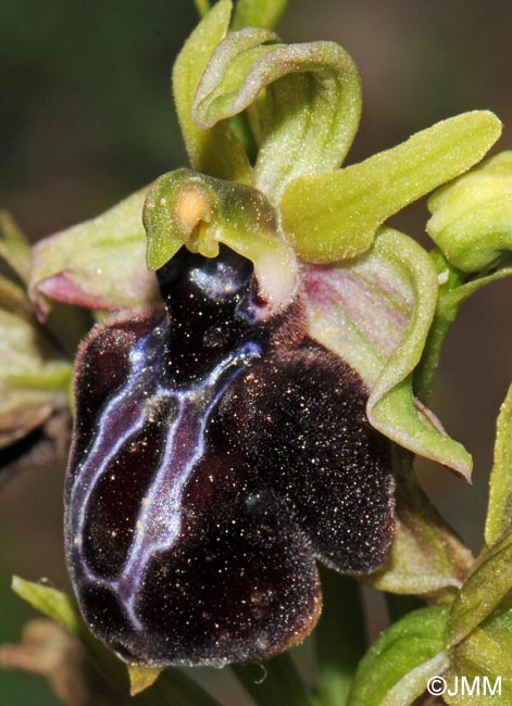 Ophrys spruneri