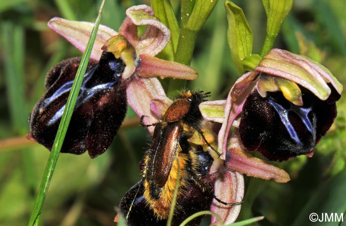 Ophrys spruneri