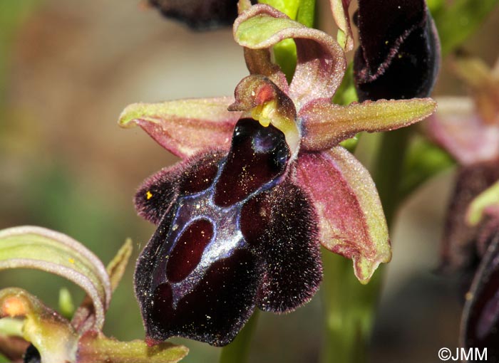Ophrys spruneri