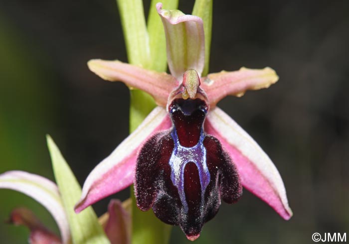 Ophrys spruneri