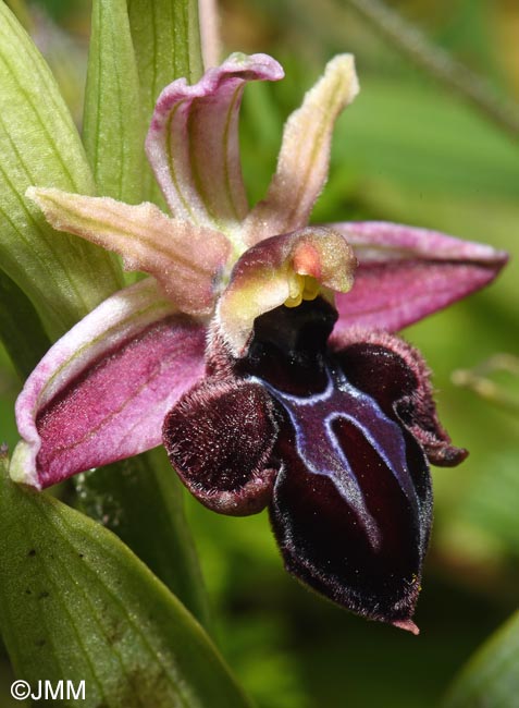 Ophrys spruneri