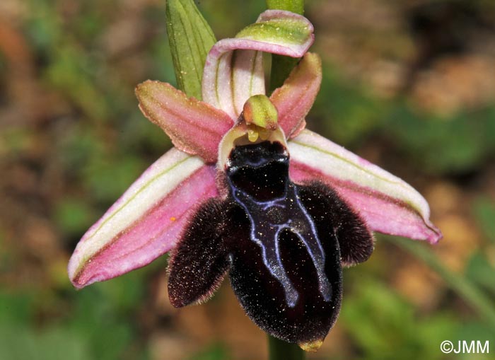 Ophrys spruneri