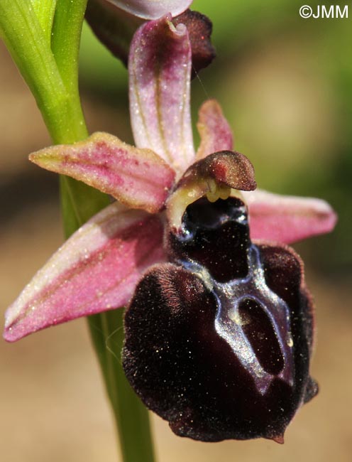Ophrys spruneri