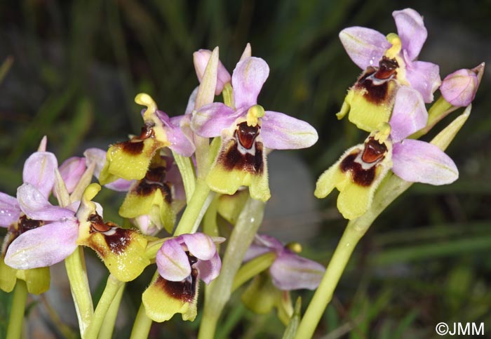 Ophrys ulyssea