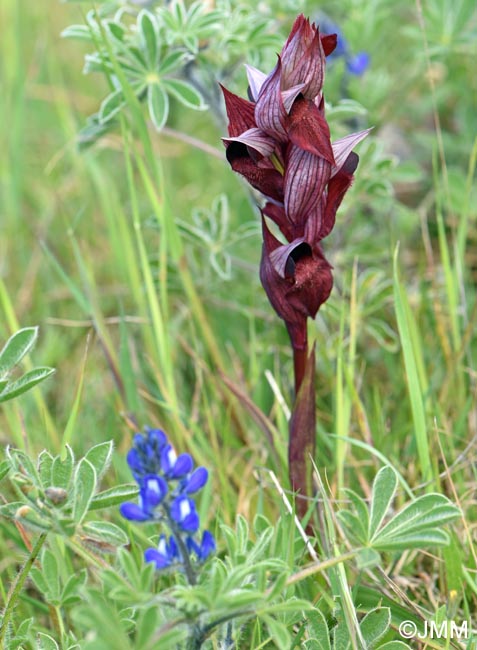 Serapias cordigera