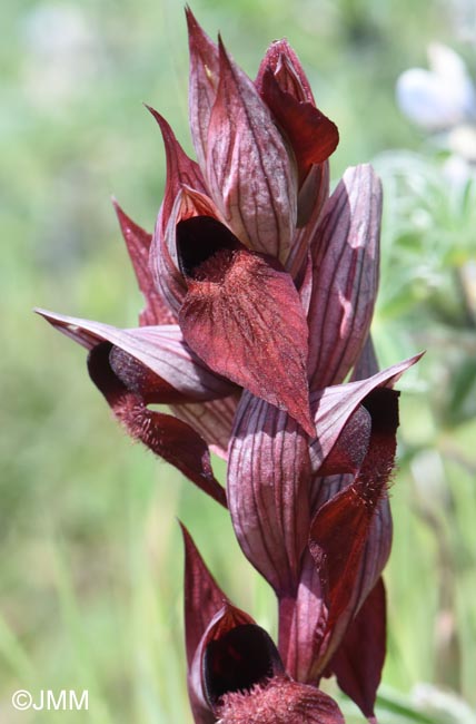 Serapias cordigera