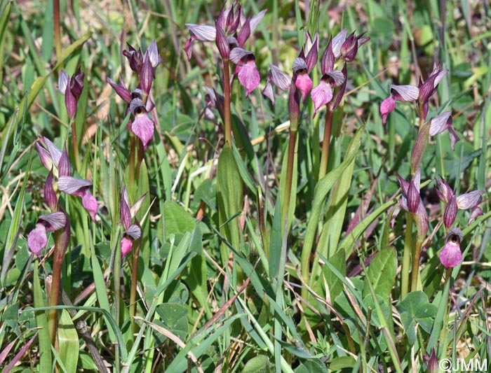 Serapias lingua