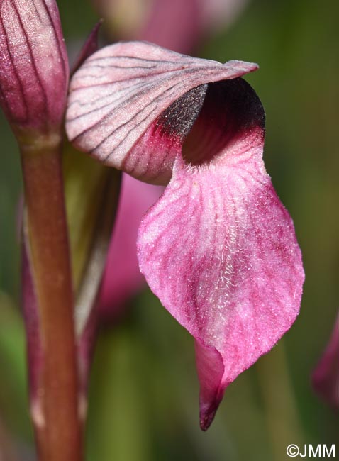 Serapias lingua