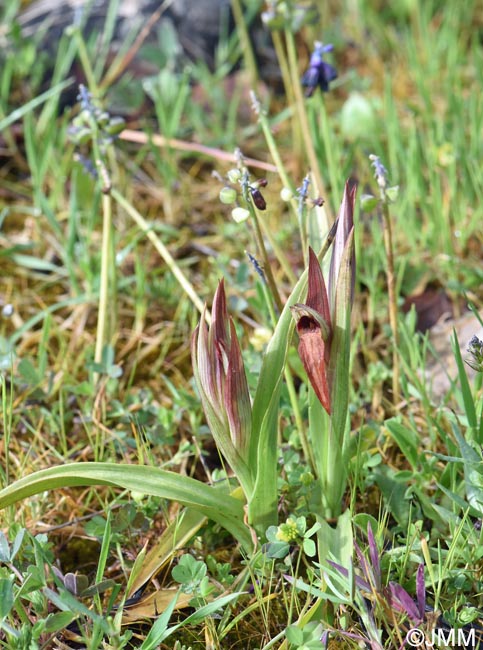 Serapias moreana