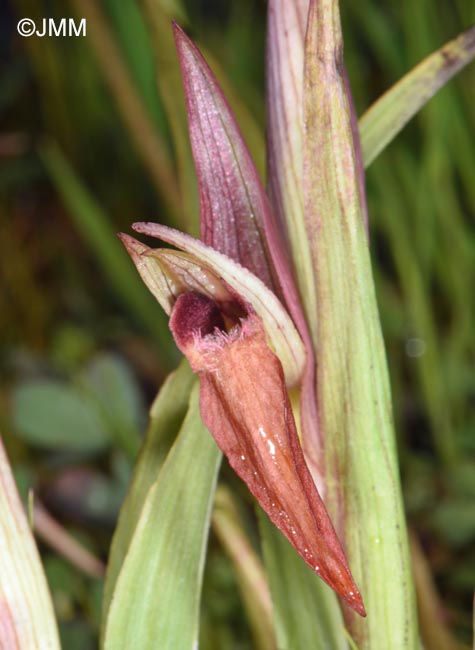 Serapias moreana