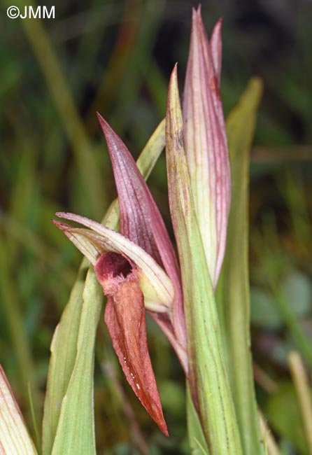 Serapias moreana