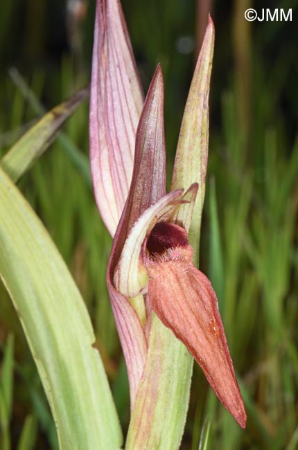 Serapias moreana
