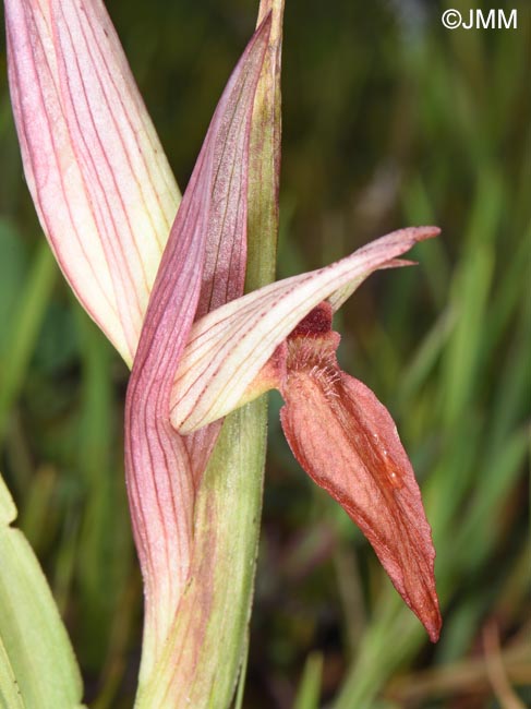 Serapias moreana