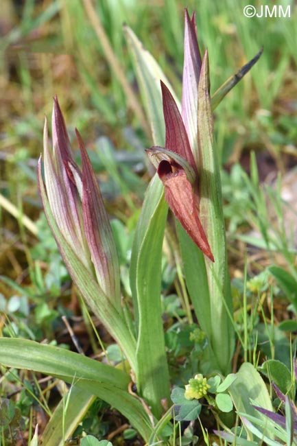 Serapias moreana