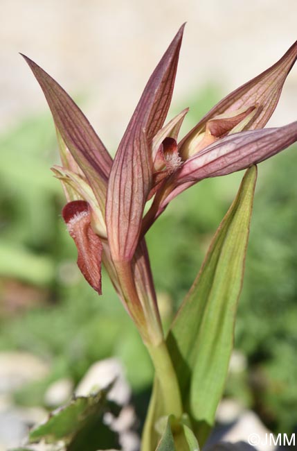 Serapias moreana