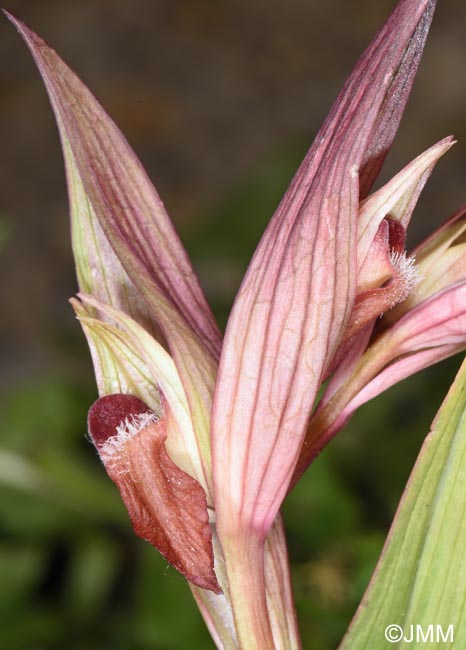 Serapias moreana