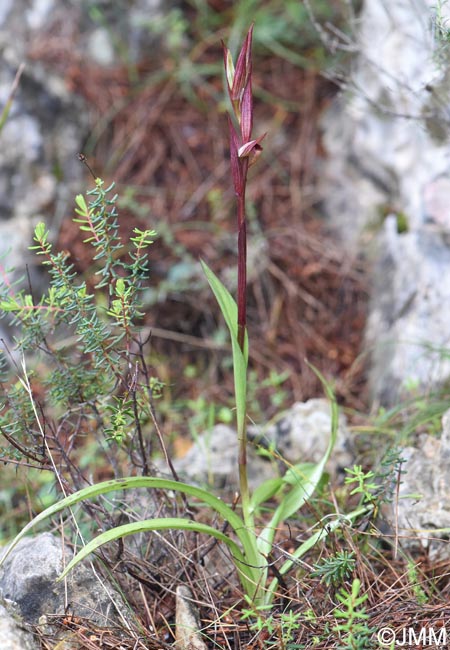 Serapias politisii