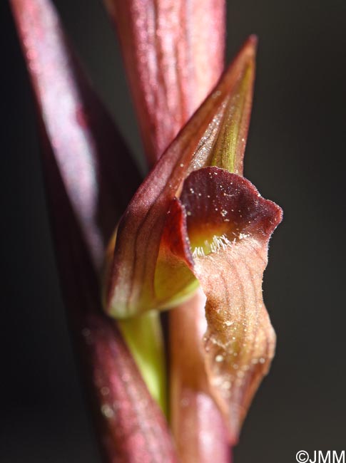 Serapias politisii