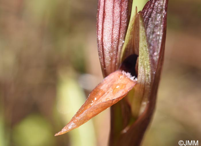 Serapias politisii