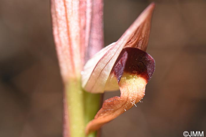 Serapias politisii