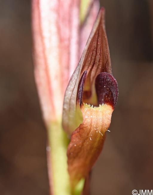 Serapias politisii