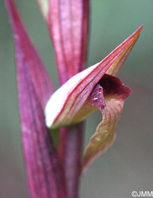 Serapias politisii