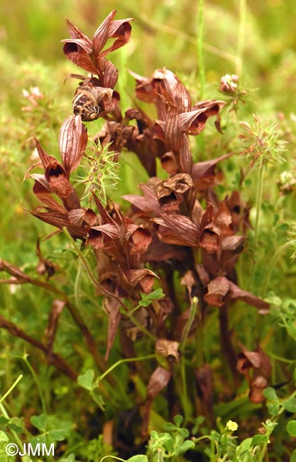 Serapias sennii