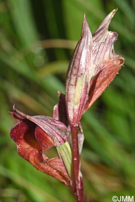 Serapias sennii