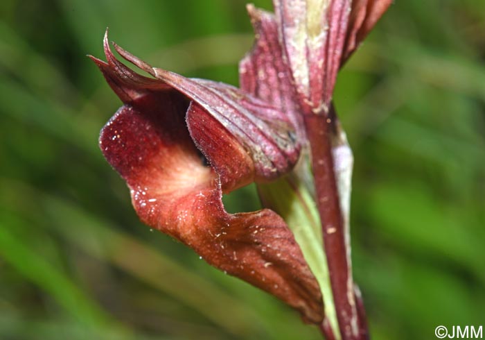 Serapias sennii