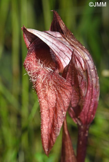 Serapias sennii