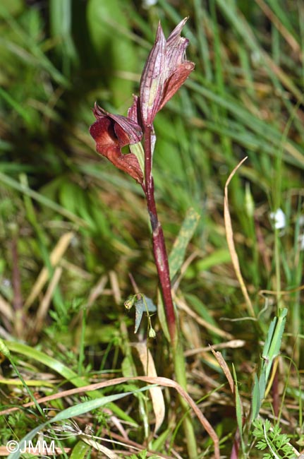 Serapias sennii