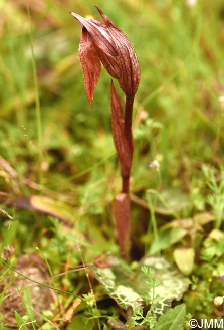 Serapias sennii