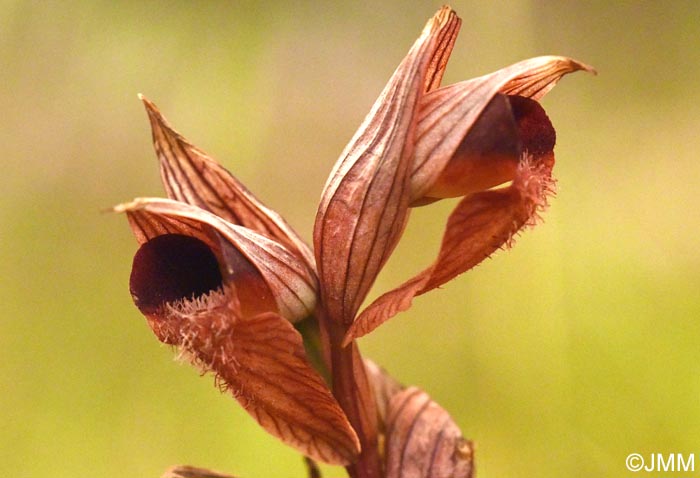 Serapias sennii