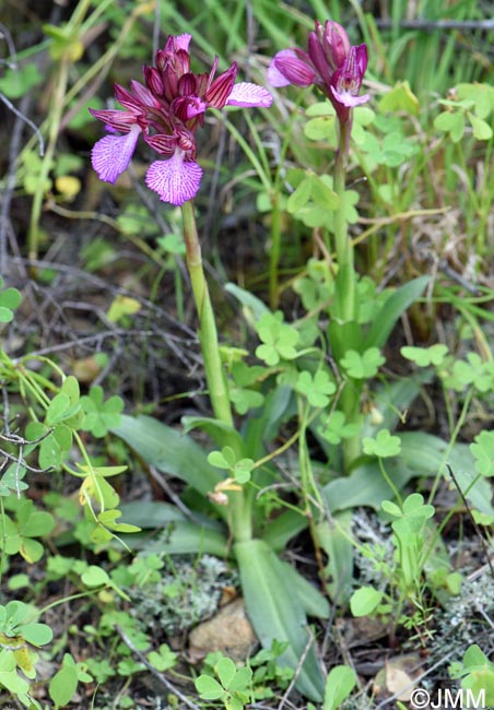 Vermeulenia alibertis