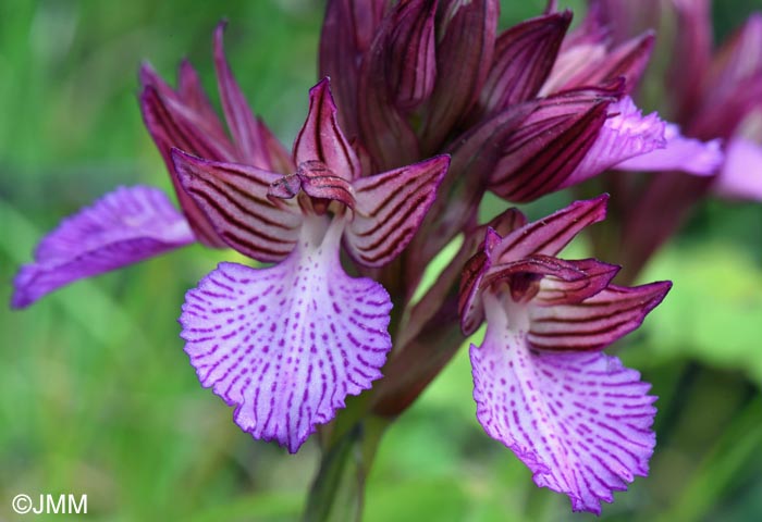 Vermeulenia alibertis