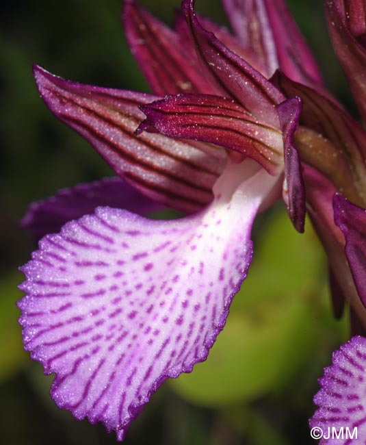 Vermeulenia alibertis