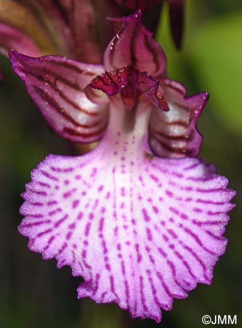 Vermeulenia alibertis