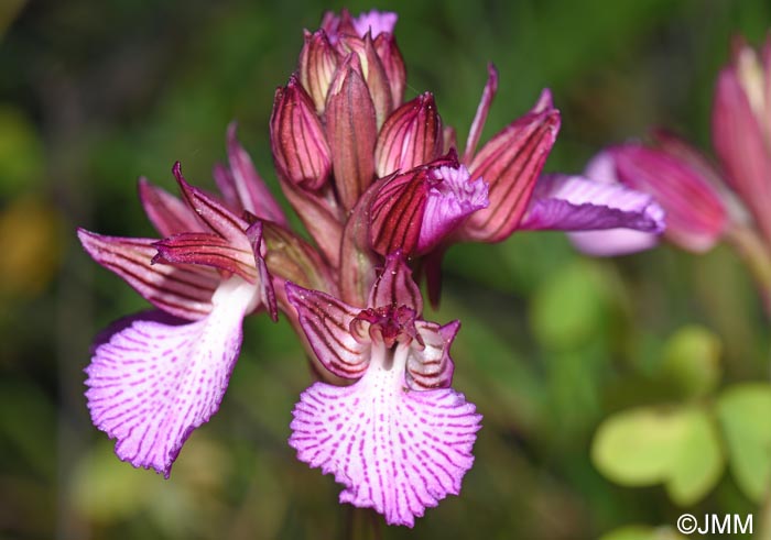 Vermeulenia alibertis