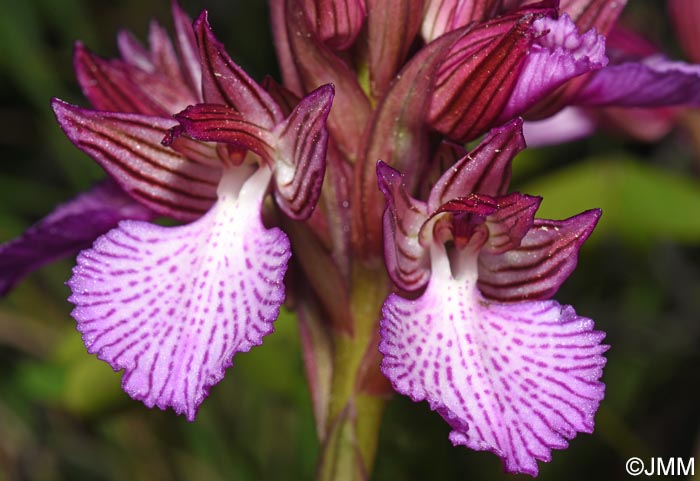 Vermeulenia alibertis